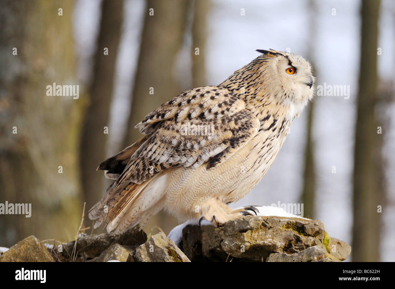 Close-up de Milky Eagle owl (Bubo lacteus) on rock Banque D'Images