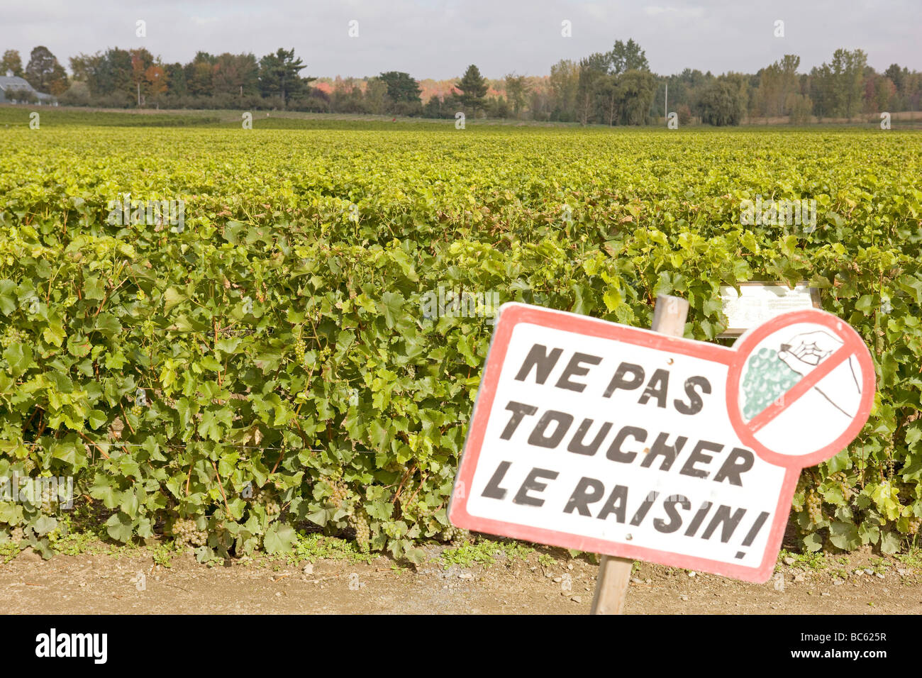 Vignoble près de Québec, Canada Banque D'Images