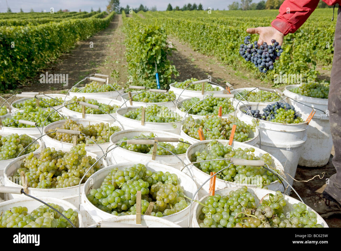 Vignoble près de Québec, Canada Banque D'Images