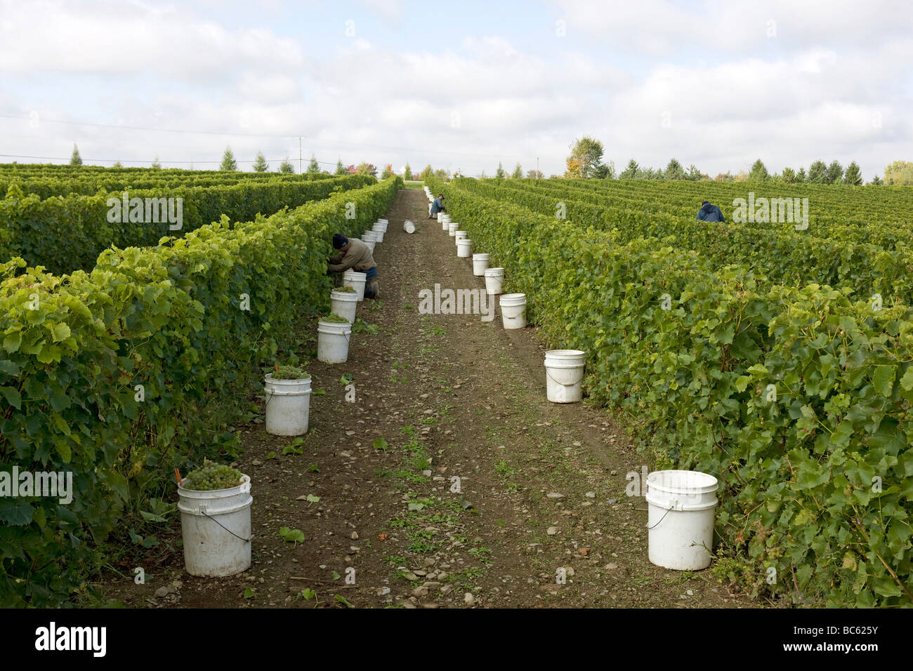 Vignoble près de Québec, Canada Banque D'Images
