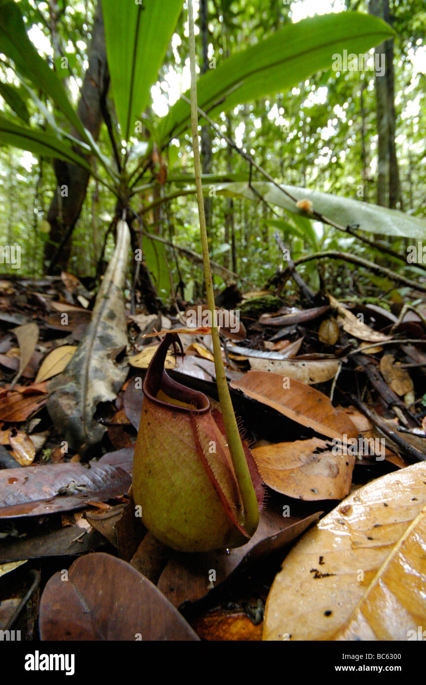 Sarracénie, Nepenthes ampullaria Banque D'Images