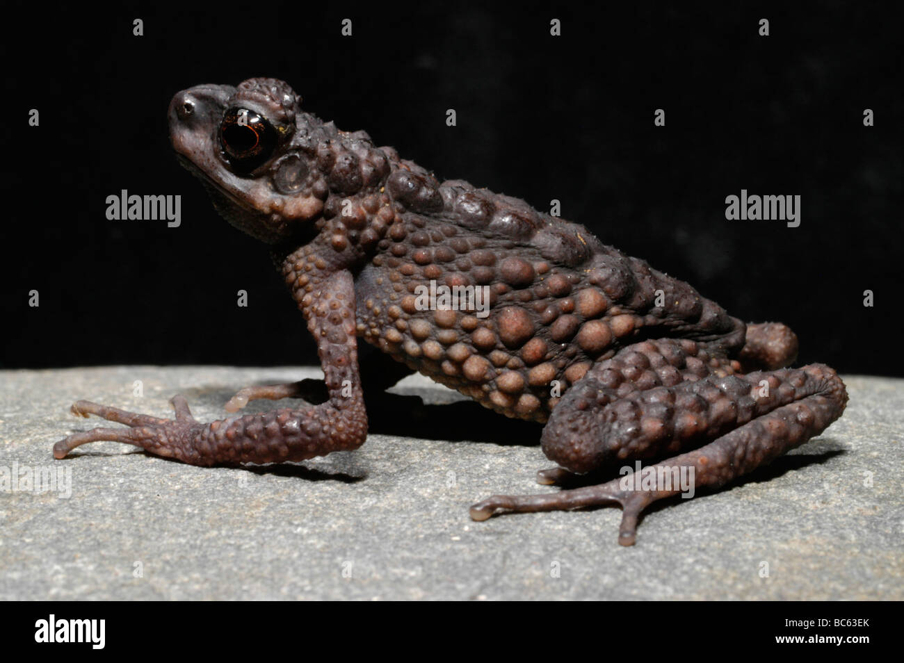 Mince, Crapaud épineux Ansonia spinulifer Banque D'Images