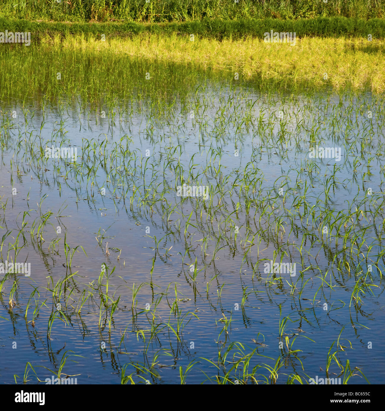 Réserve naturelle des marais de Pego-Oliva Alicante Espagne Banque D'Images