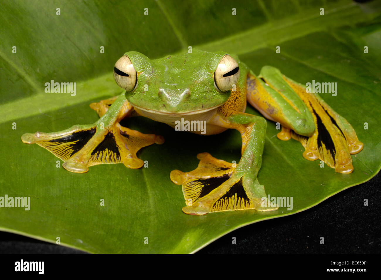 Wallace's Flying Frog Rhacophorus nigropalmatus, clmibing, sur une branche avec des pieds palmés Banque D'Images