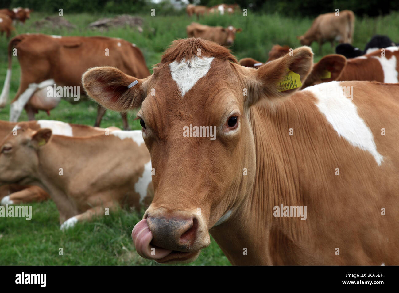 Vache sur une ferme laitière en milieu rural. Banque D'Images