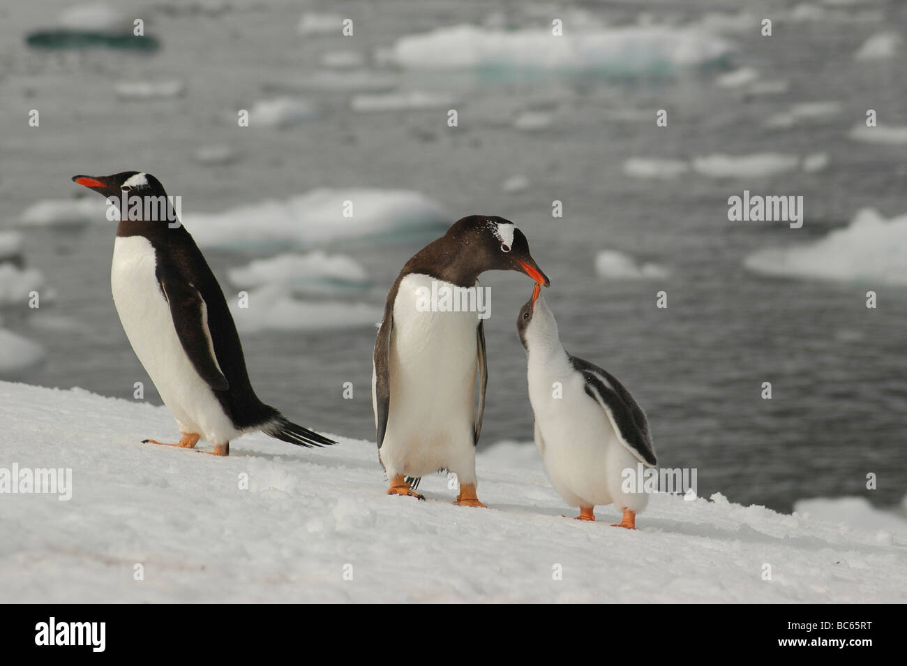 Gentoo pingouin - Pygoscelis papua. Un poussin mendier sa mère pour l'alimentation Banque D'Images