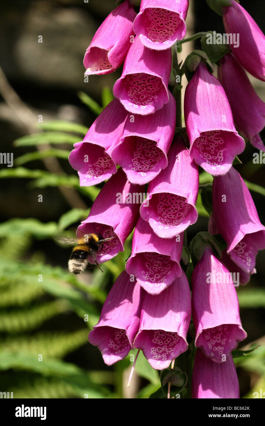 La digitale pourpre Digitalis purpurea Famille Plantaginaceae était Scrophulariaceae plan macro sur les cloches de fleurs de mauve rose Banque D'Images