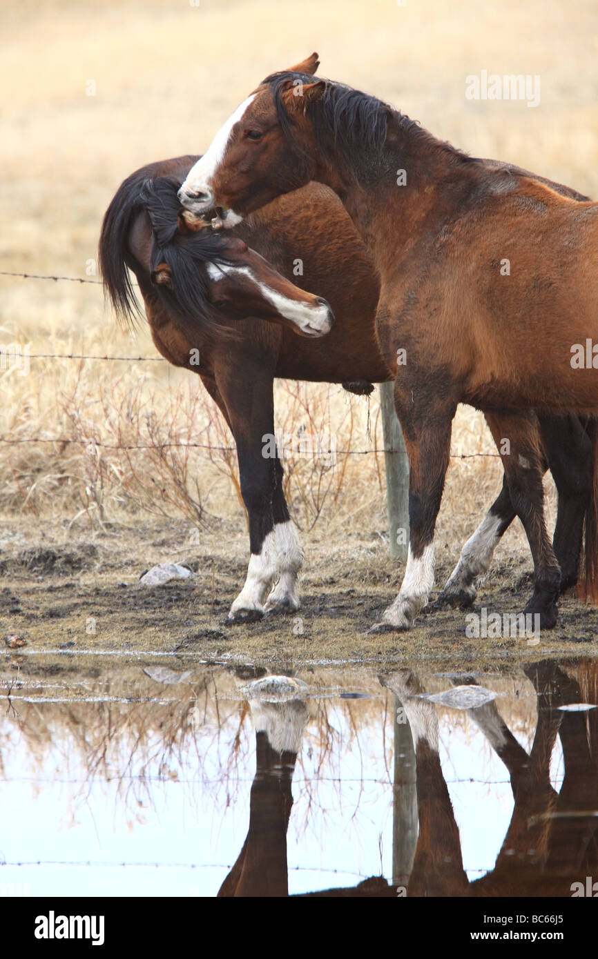 Les chevaux pendant la saison des amours Banque D'Images
