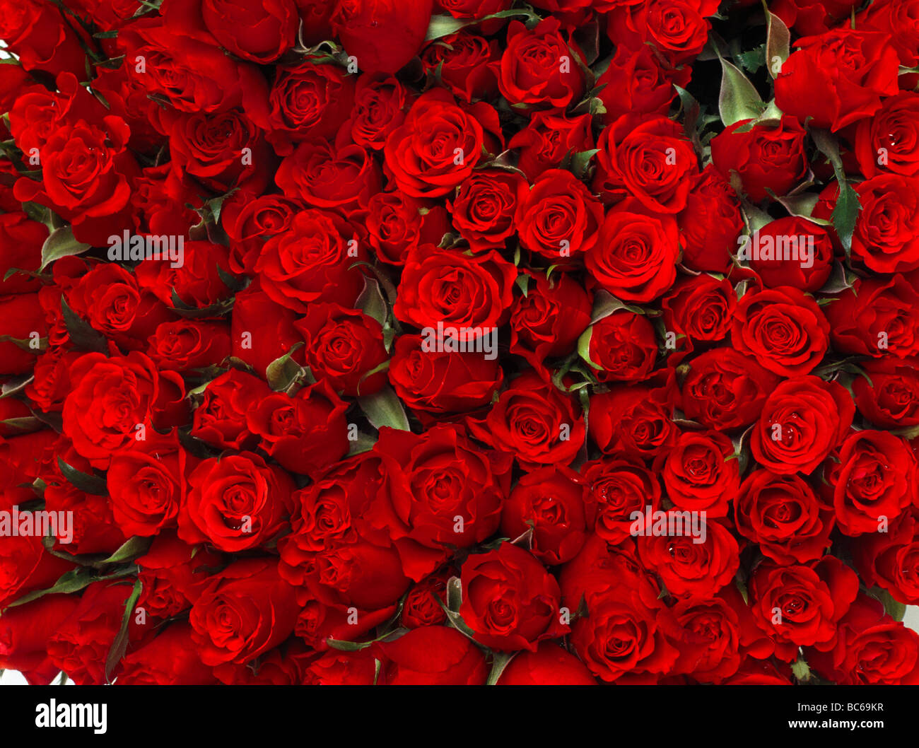 Roses rouges avec fond de rosée Banque D'Images