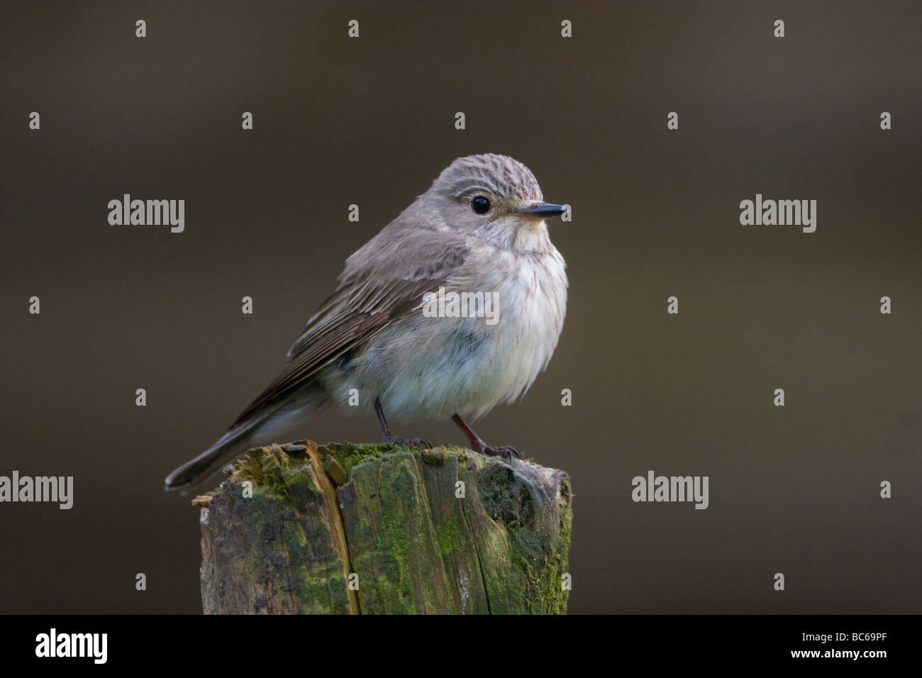 Spotted Flycatcher Muscicapa striata, Banque D'Images