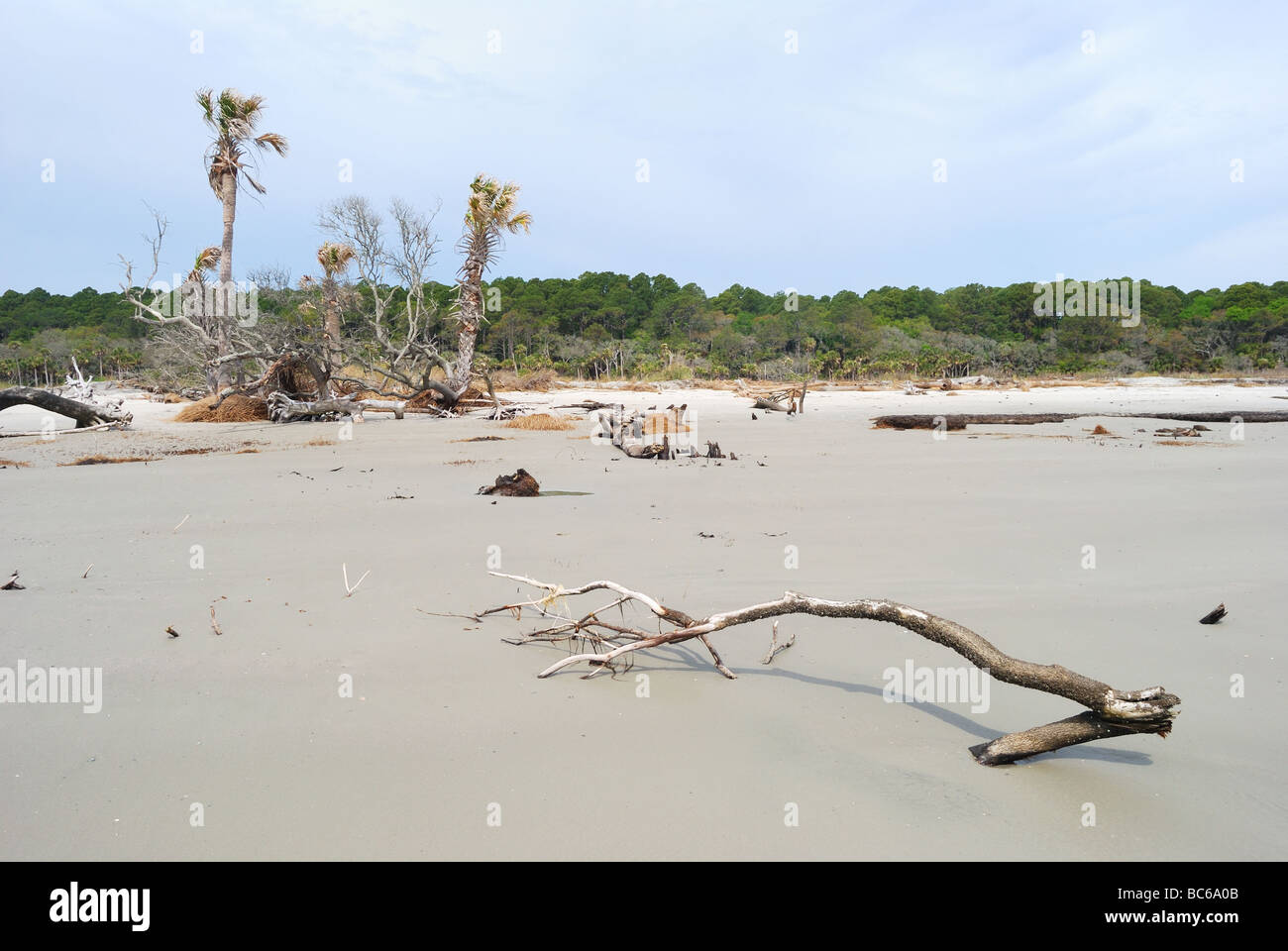 Les arbres tués par l'érosion des plages sur l'île de chasse, Caroline du Sud, USA. Photo par Darrell Young. Banque D'Images