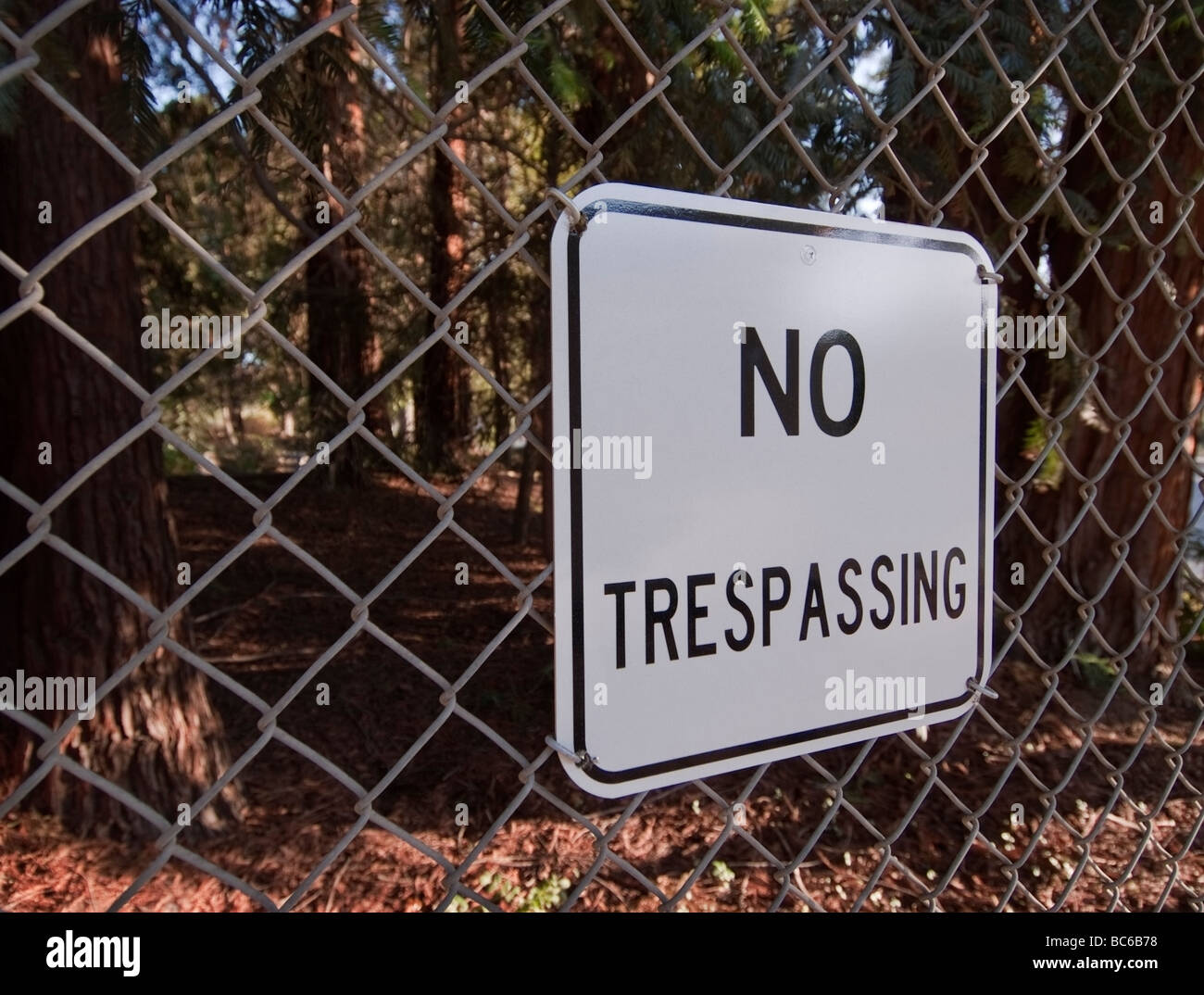 Aucun signe d'intrusion sur une clôture entourant un petit bosquet d'arbres Séquoia dans une école publique à San Jose, Californie. Banque D'Images