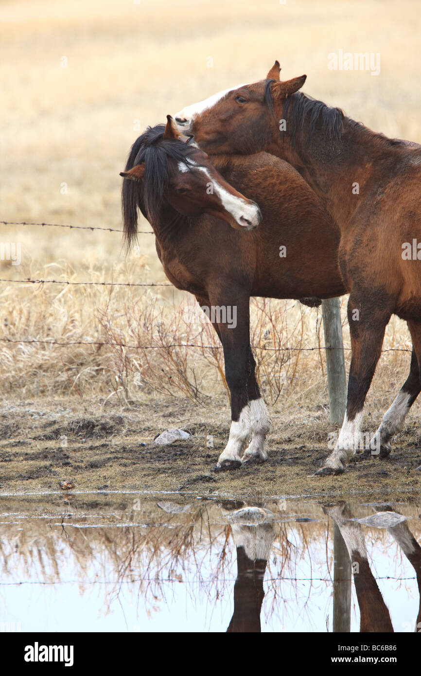 Les chevaux pendant la saison des amours Banque D'Images