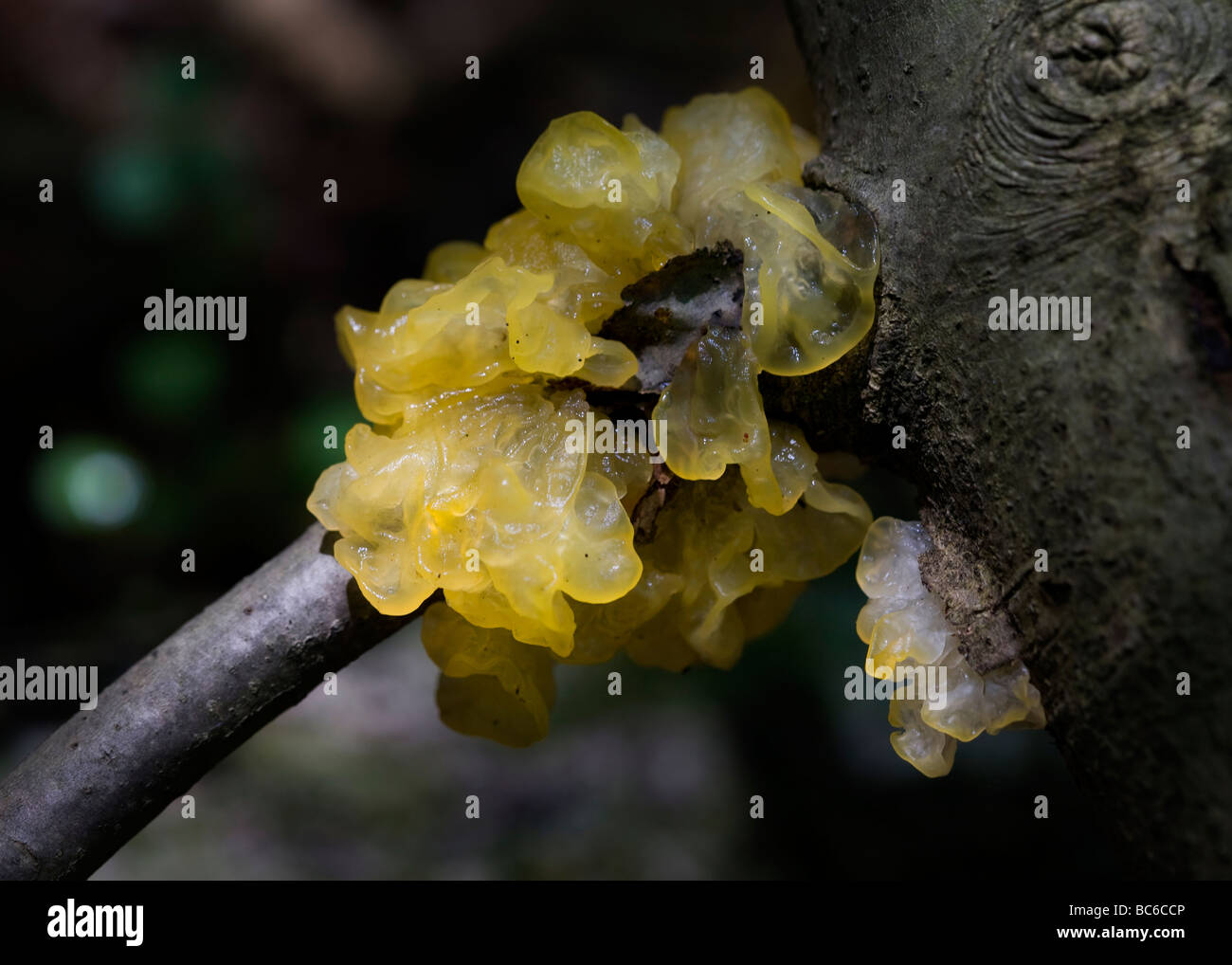 Jelly champignon / sorcières beurre (Tremella mesenterica) - USA Banque D'Images