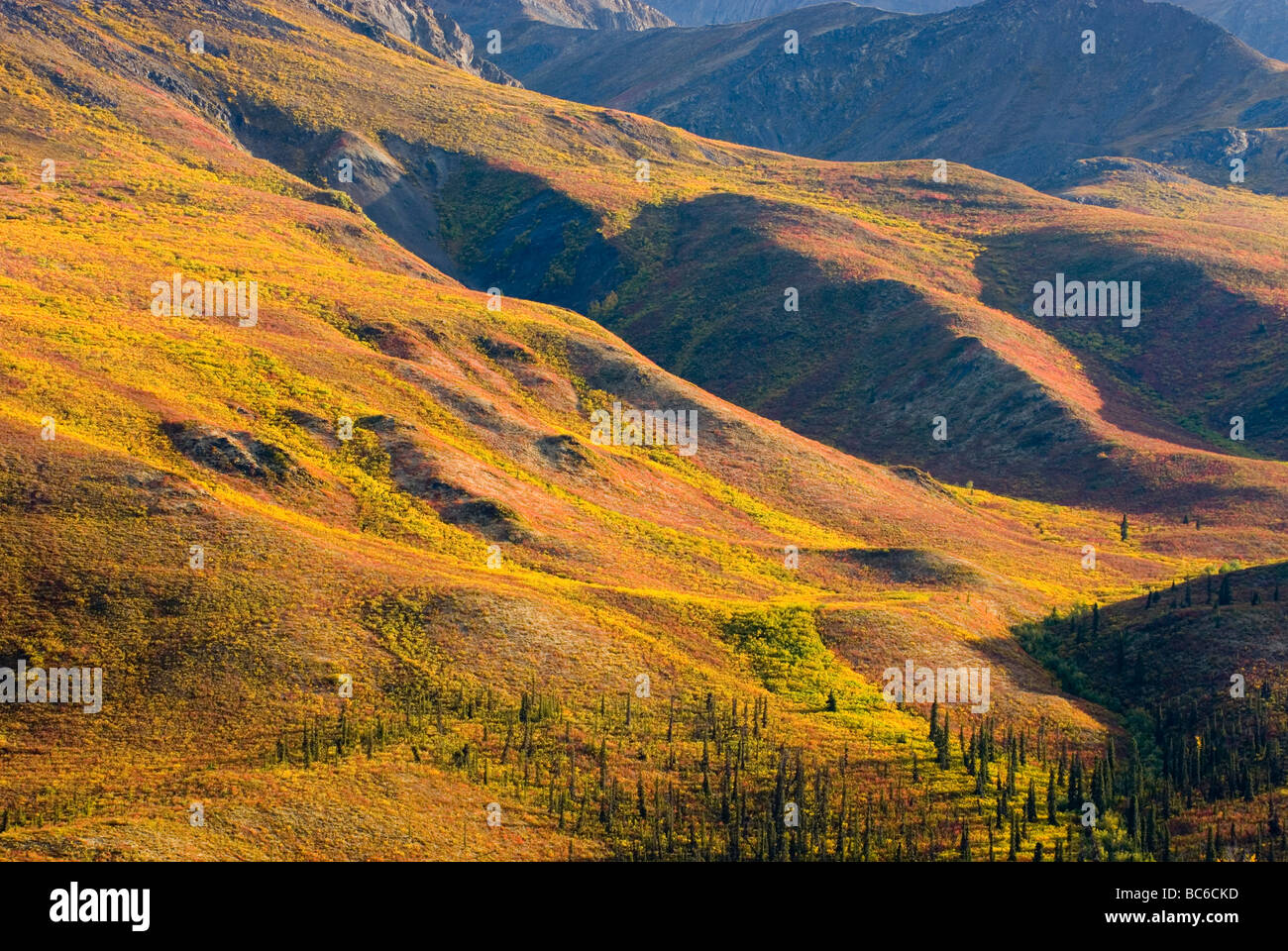 Afficher ses couleurs d'automne de la toundra montagnes Ogilvie Le parc territorial Tombstone Yukon Canada Banque D'Images