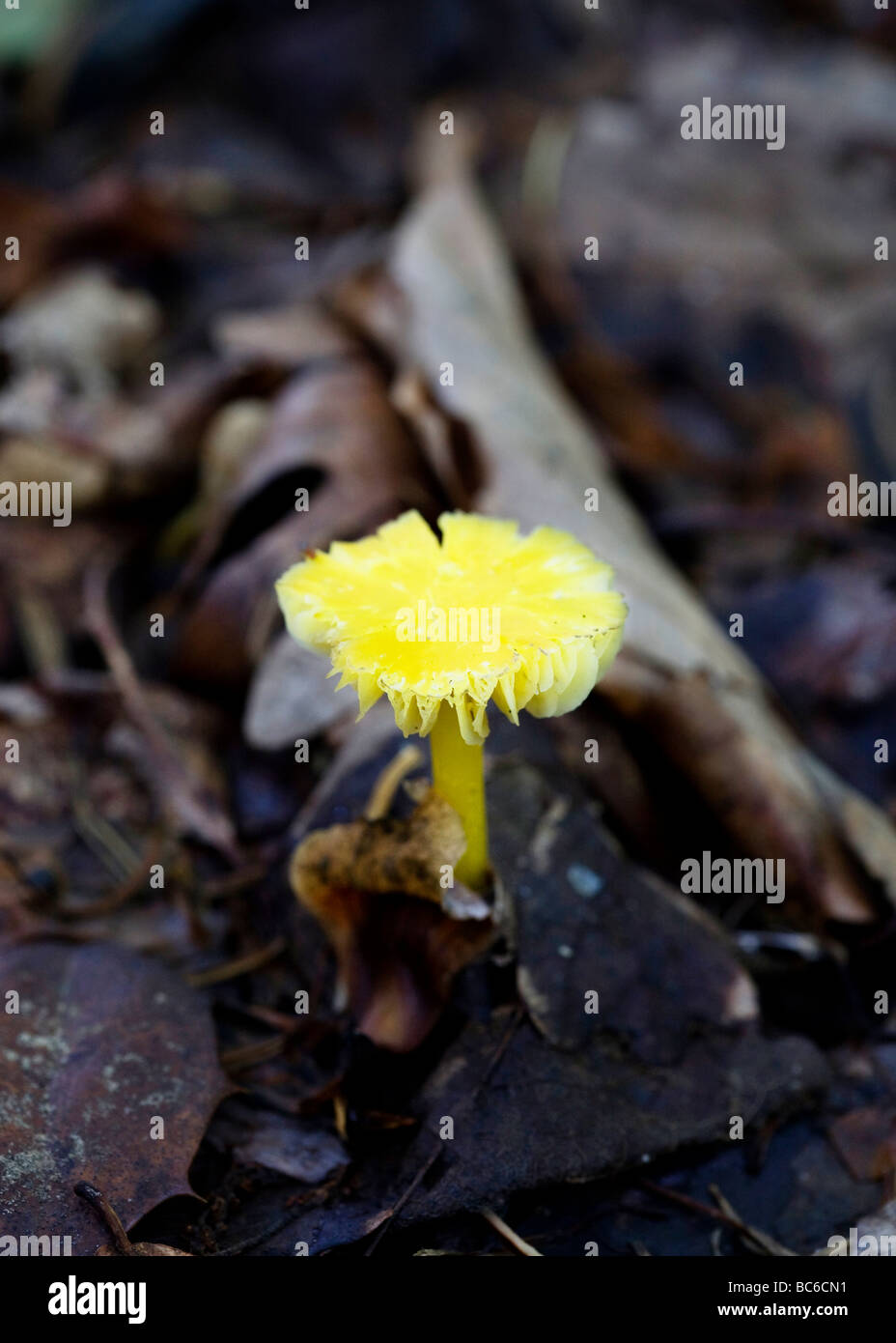 Champignons sauvages (Hygrocybe nitida) - USA Banque D'Images