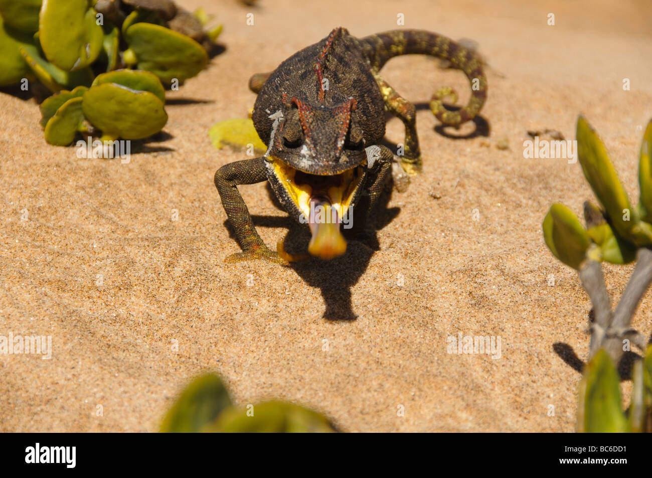 Caméléon Namaqua manger un ver dans le désert le long de la Côte des Squelettes en Namibie Banque D'Images