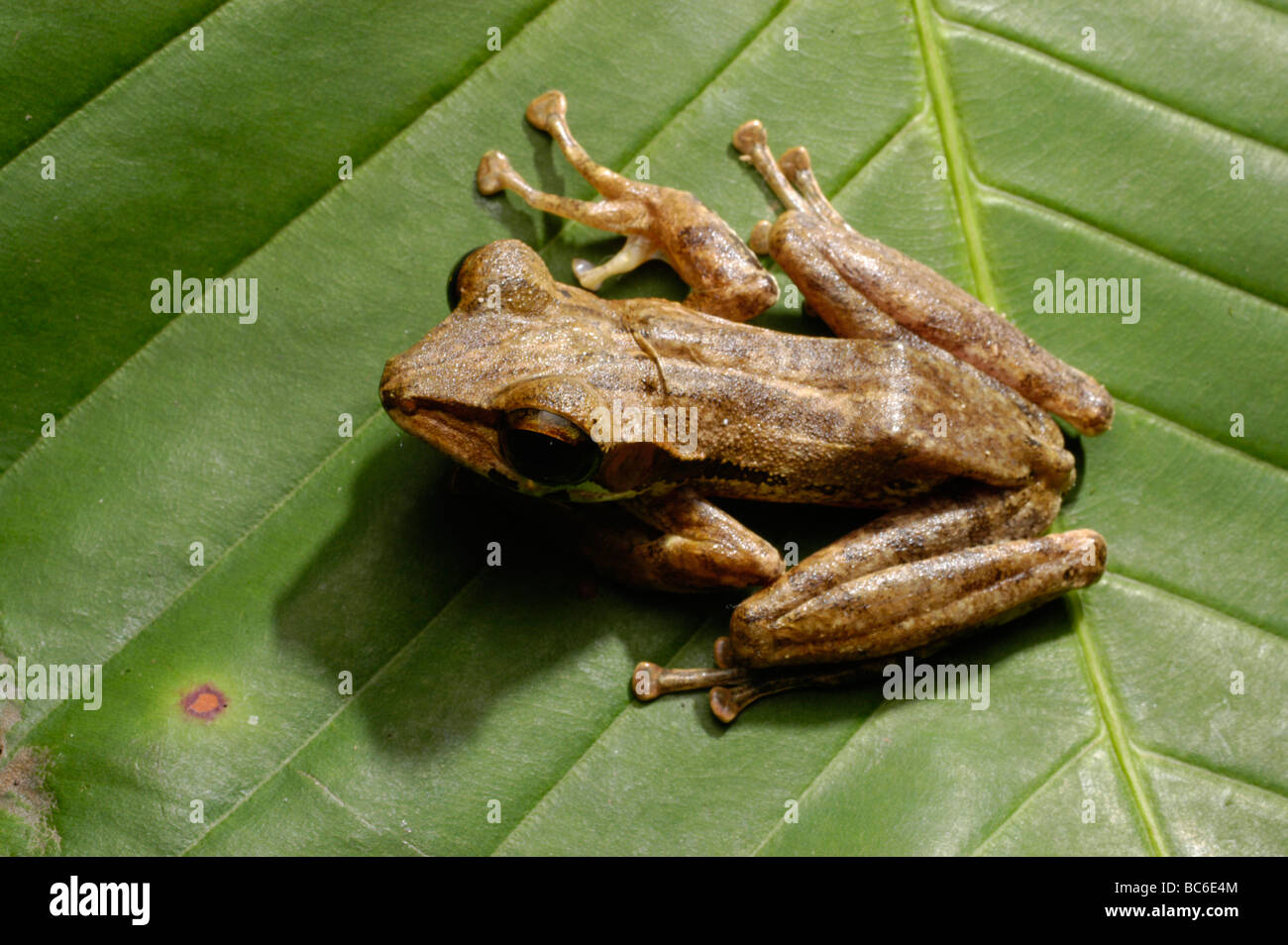 Black-eared Rainette, Polypedates macrotis Banque D'Images