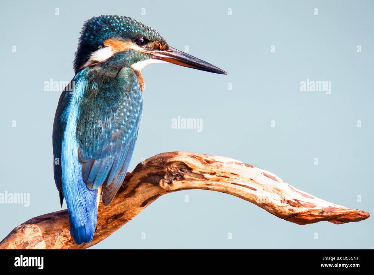 [Alcedo atthis Kingfisher commun] Banque D'Images