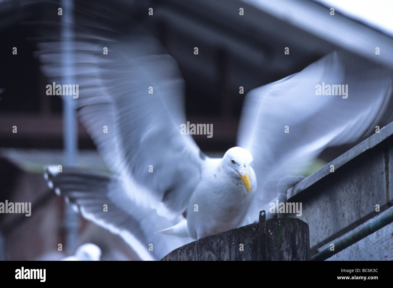 Mer de l'Ouest, Larus occidentalis, battre des ailes Banque D'Images