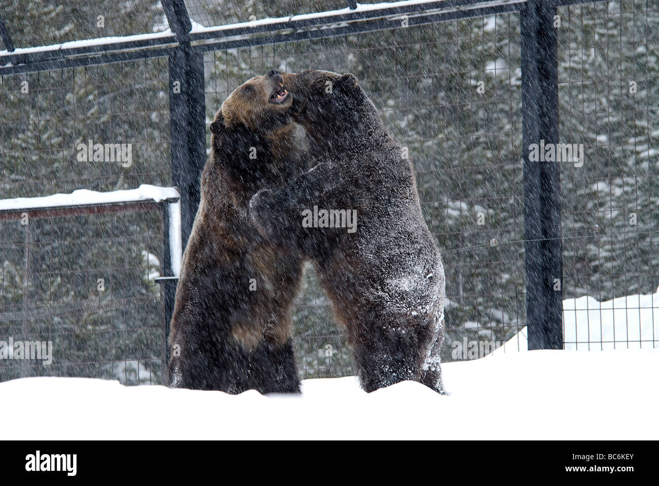 Ours grizzli (Ursus arctos horribilis Loup Grizzly Discovery Center Montana USA Banque D'Images