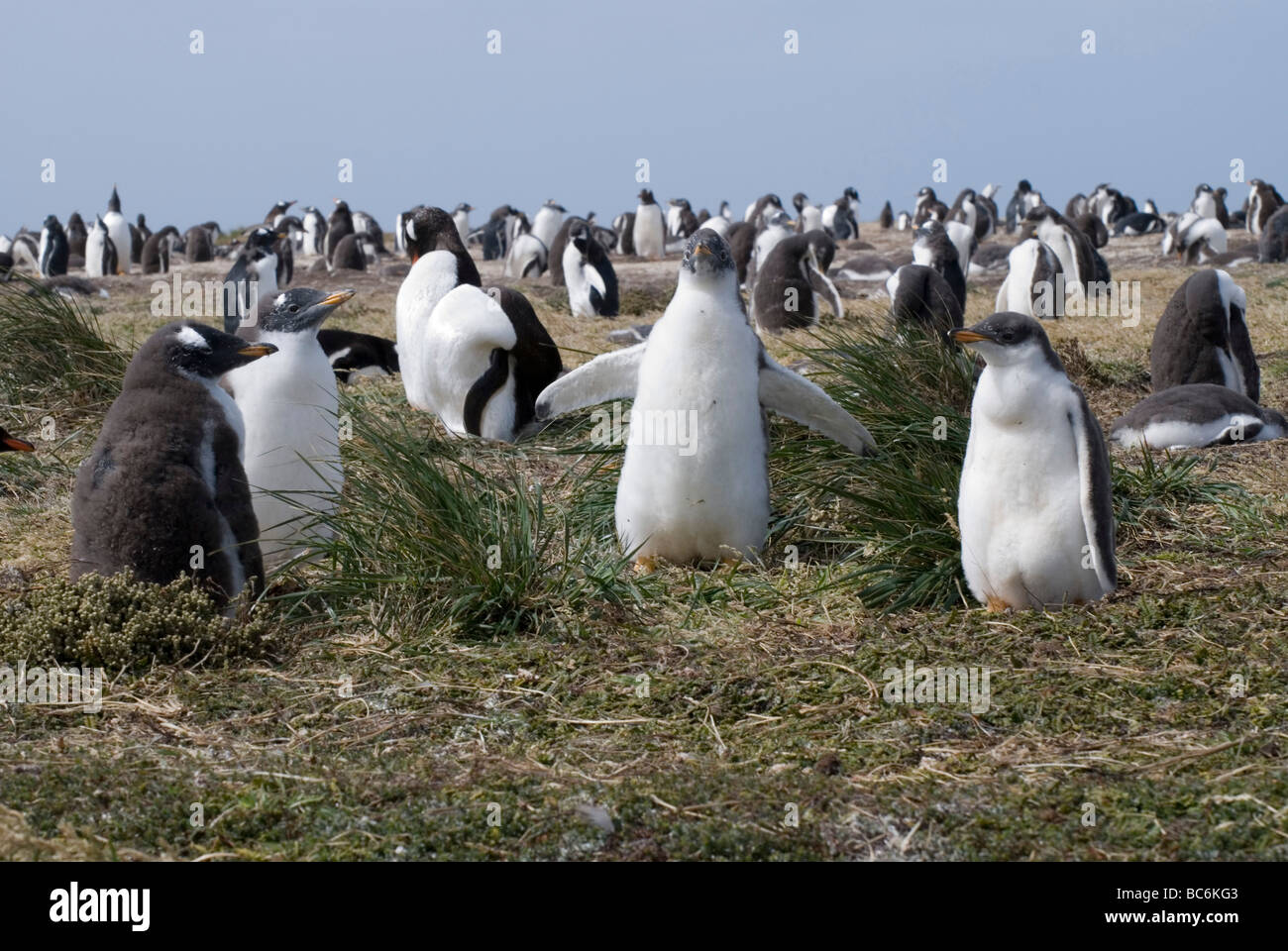 Gentoo pingouin, Pygoscelis papua poussins - poussins dans une colonie Banque D'Images