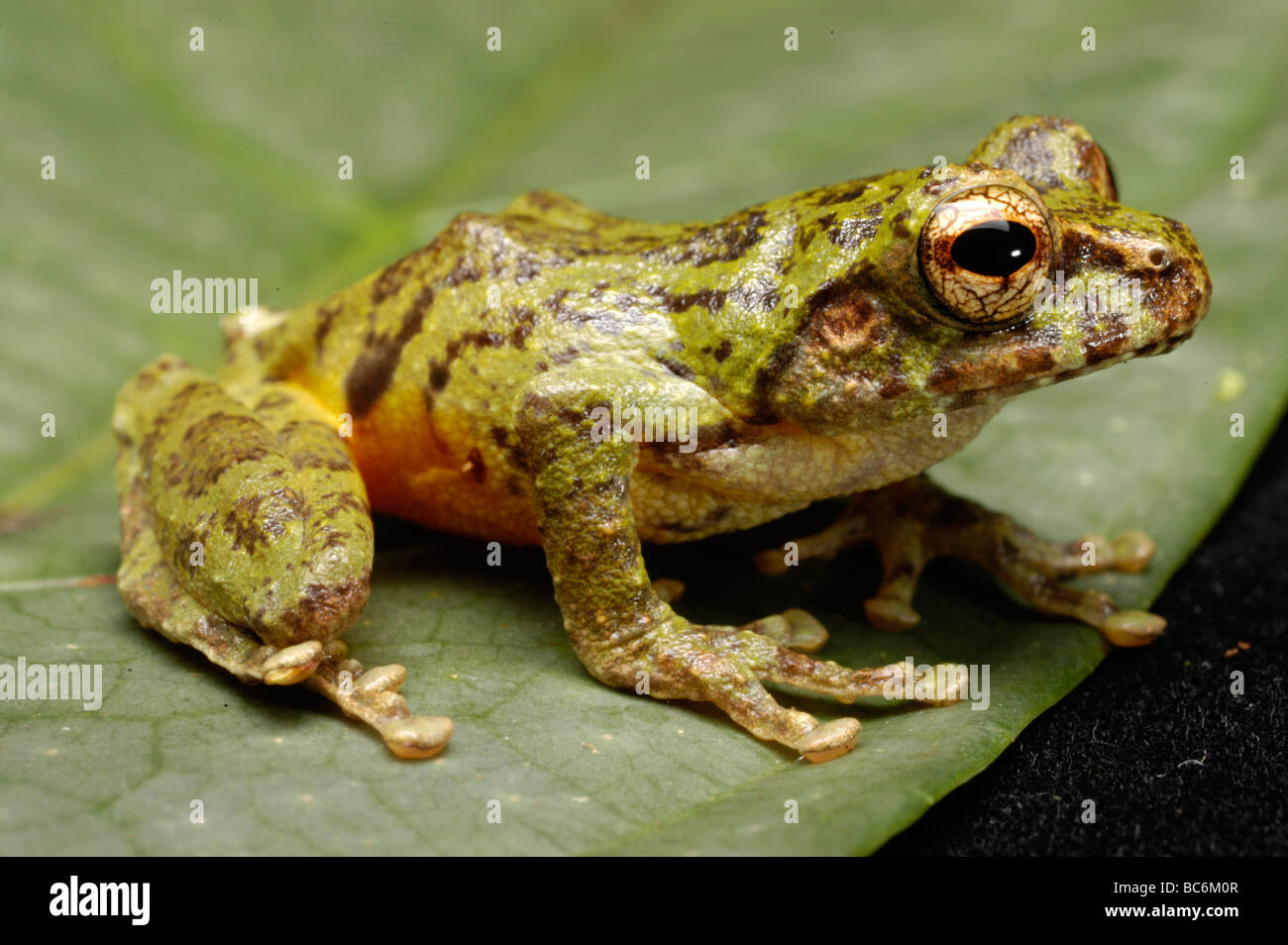 Bush vert grenouille, Philautus bunitus, escalade sur une branche Banque D'Images