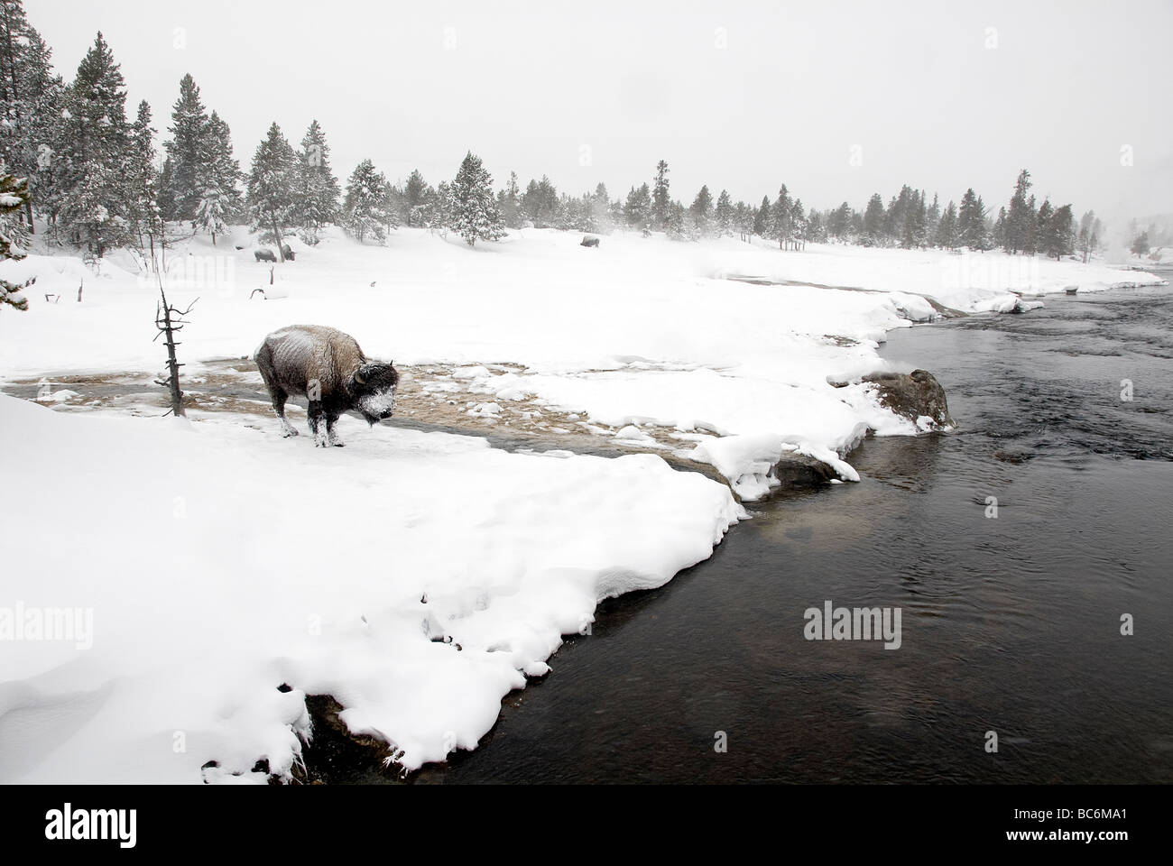 Bison dans la rivière Banque de photographies et d’images à haute ...