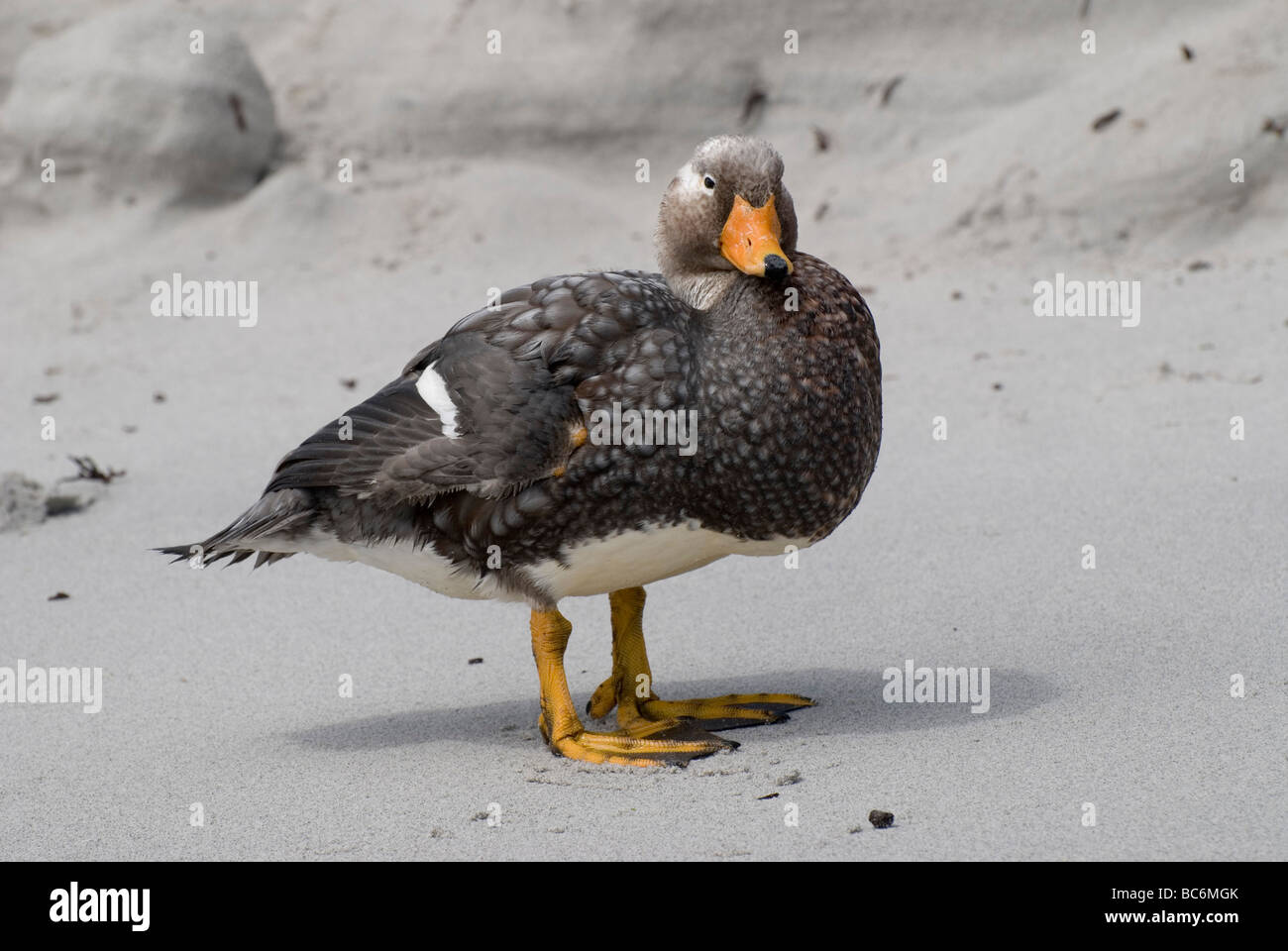 Steamer Duck, Falkland Tachyeres brachypterus, aussi connu comme bûcheron Duck Banque D'Images