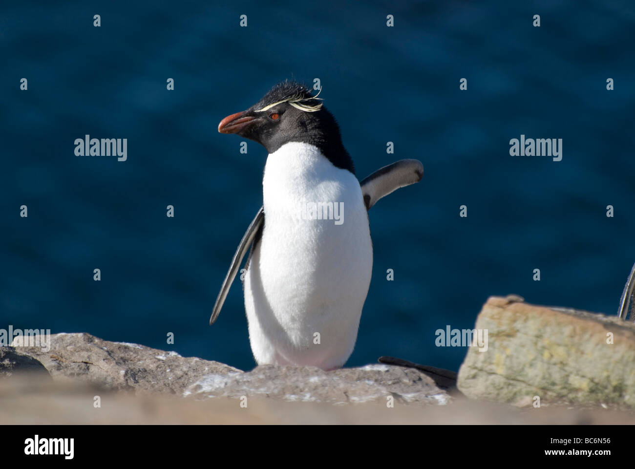 Le Sud Rockhopper Penguin, Eudyptes chrysocome Banque D'Images