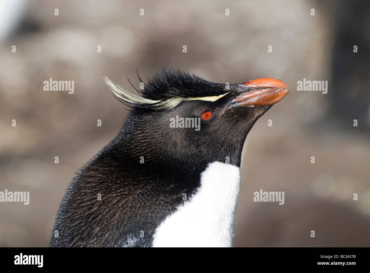 Gros plan de la tête d'un sud de Rockhopper Penguin, Eudyptes chrysocome, montrant ses crêtes et bec jaune rouge Banque D'Images