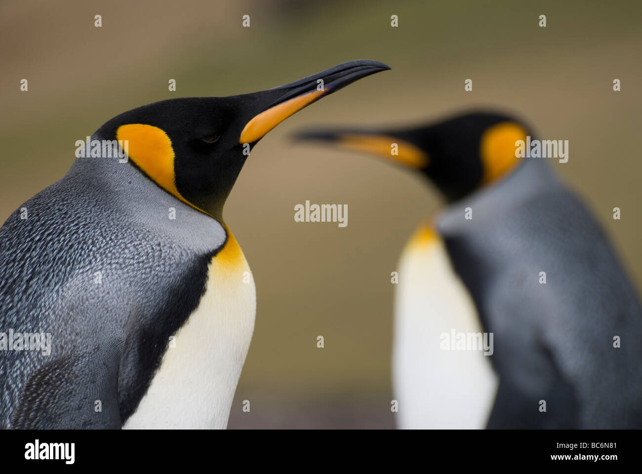 Deux manchots royaux, Aptenodytes patagonicus Banque D'Images