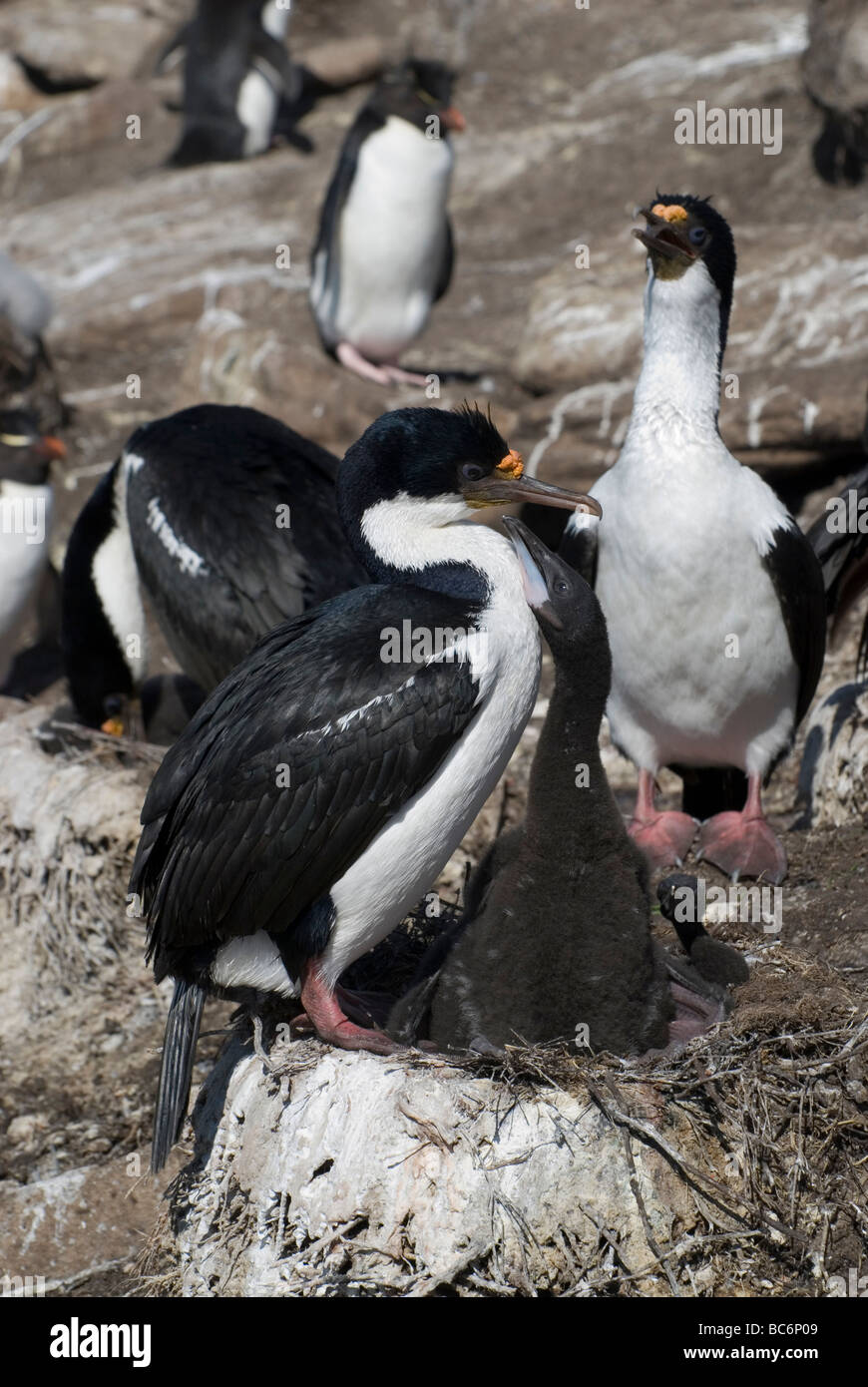 Cormorant Phalacrocorax atriceps impériale, albiventer - chick harceler ses parents pour être nourri Banque D'Images