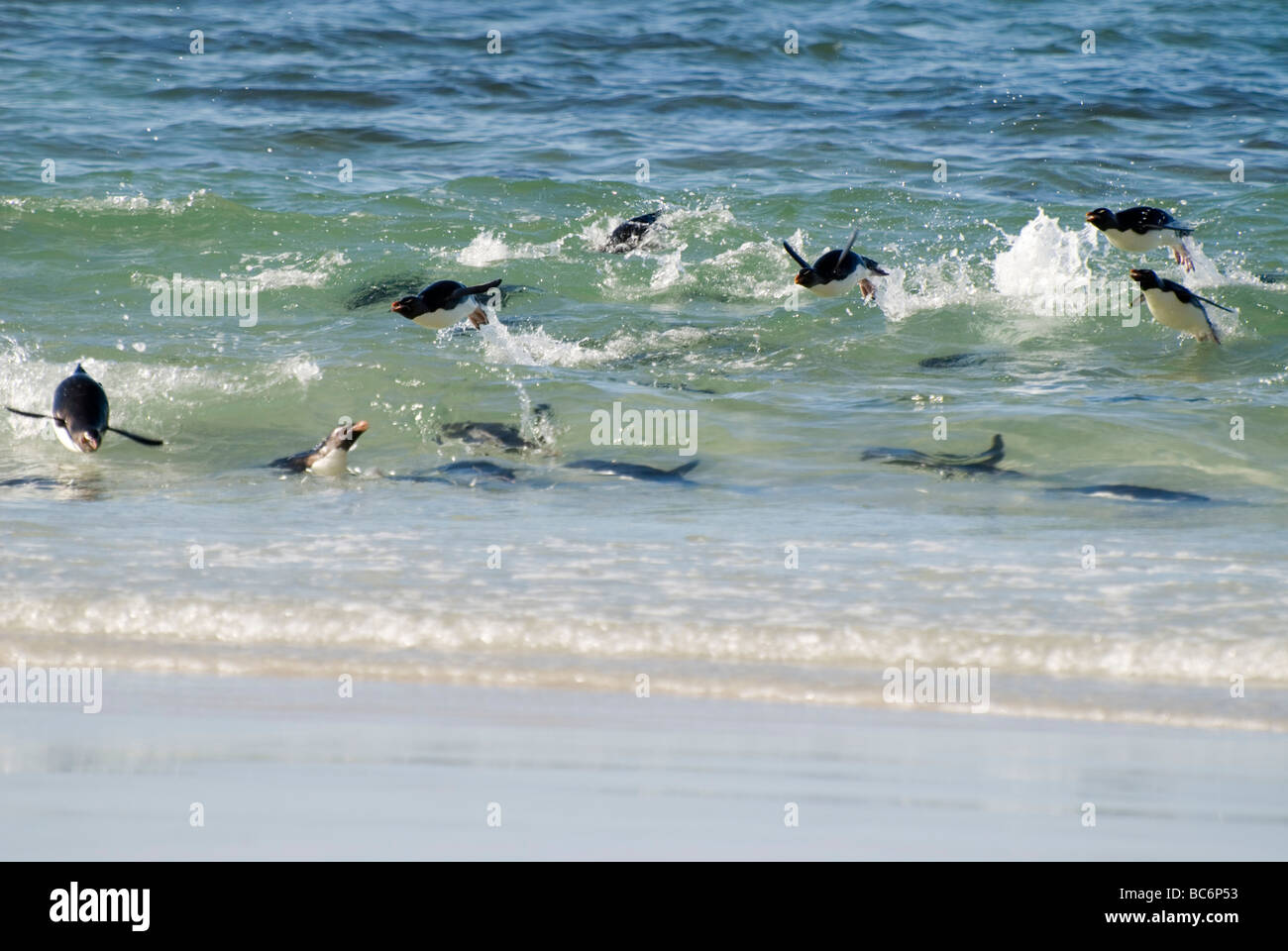 Un groupe du sud de gorfous sauteurs, Eudyptes chrysocome, jouant dans la mer Banque D'Images