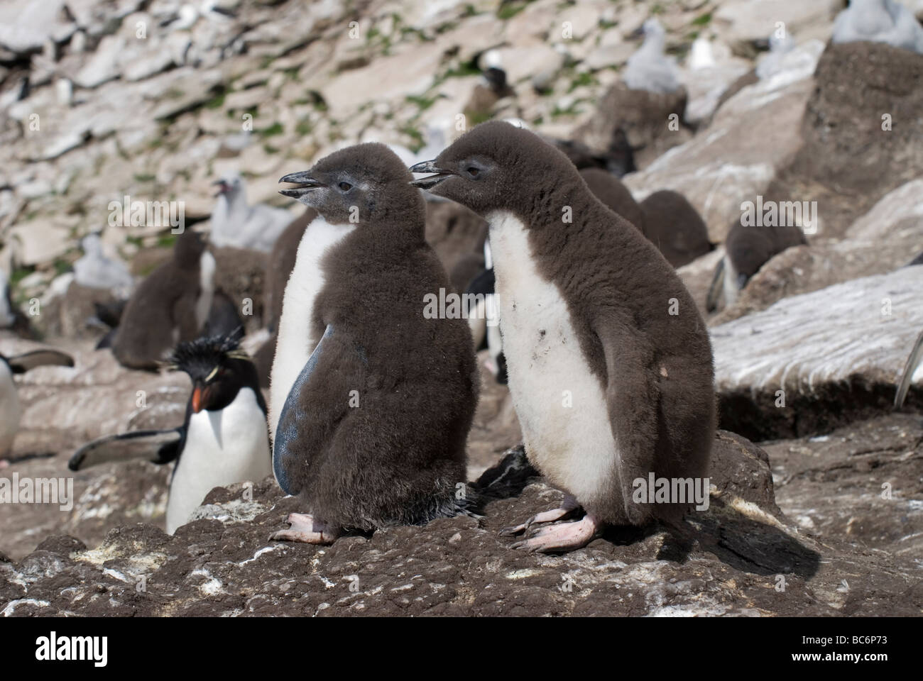 Le Sud Rockhopper Penguin, Eudyptes chrysocome, poussins sur un rocher Banque D'Images