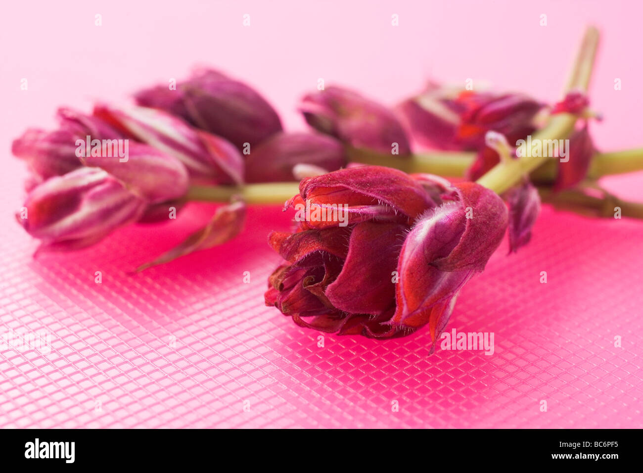 Sauge rouge fleurs sur fond rose - Banque D'Images