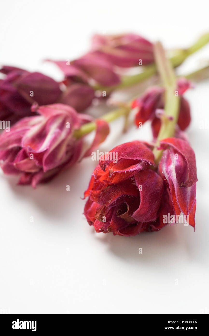 Sage - fleurs rouges Banque D'Images