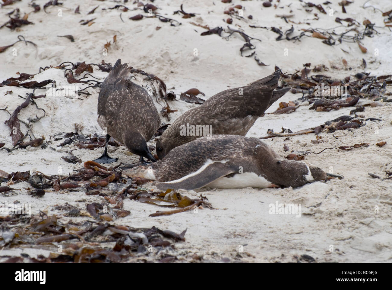 Îles Falkland, de Labbes Catharacta antarctica, également connu sous le nom de Brown et Skua Labbe antarctique. Les adultes se nourrissent d'une carcasse de penguin Banque D'Images