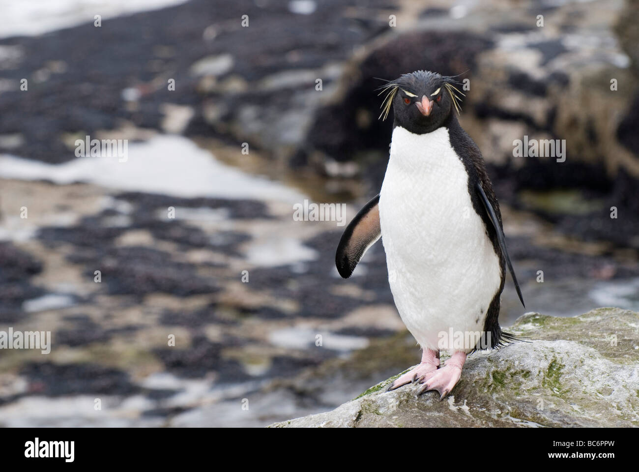 Le Sud Rockhopper Penguin, Eudyptes chrysocome, debout sur un rocher sur une plage Banque D'Images