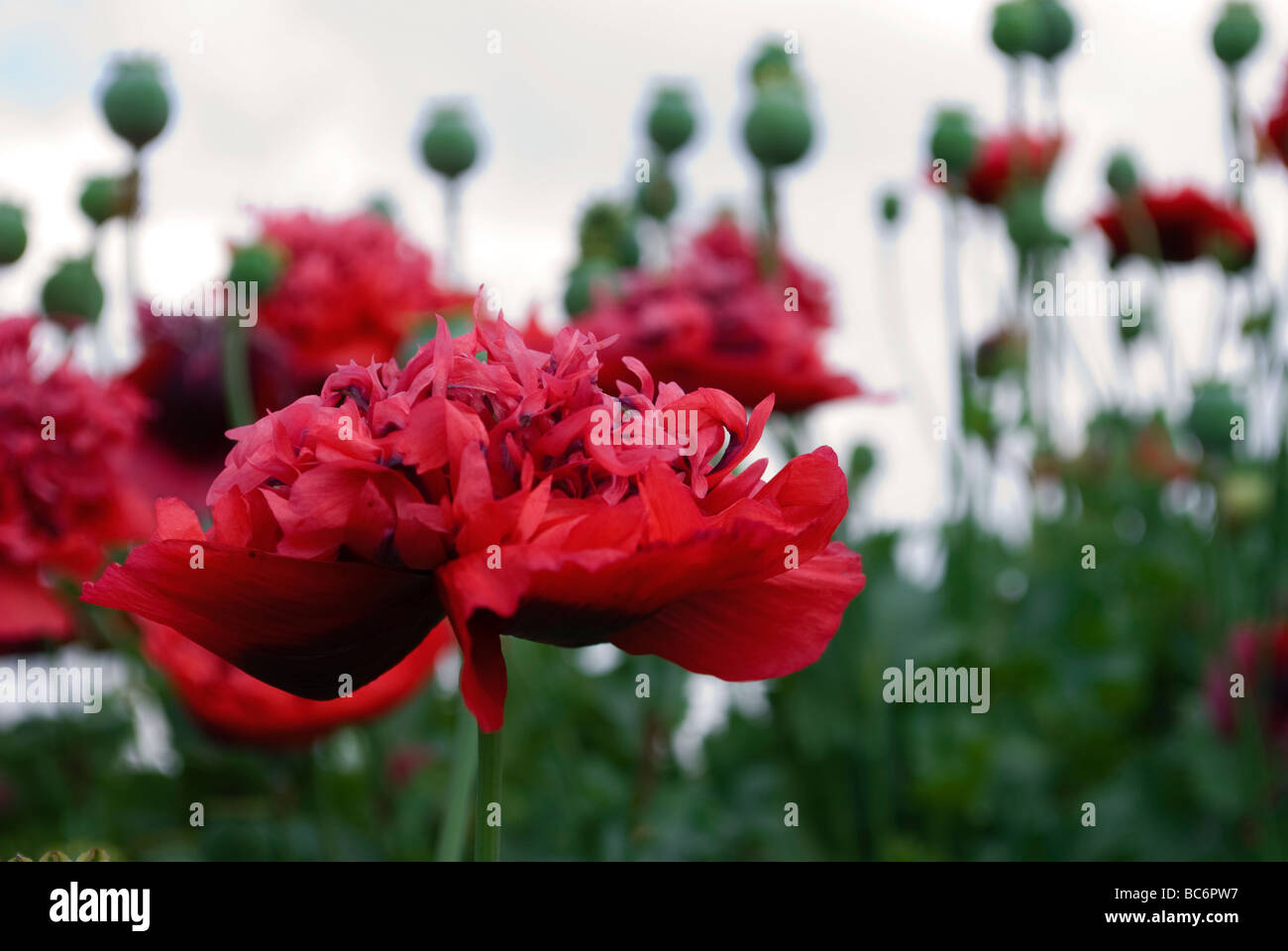 Lisser les coquelicots rouges et roses, les allotissements de Newmarket, Newmarket, Suffolk, UK. Banque D'Images