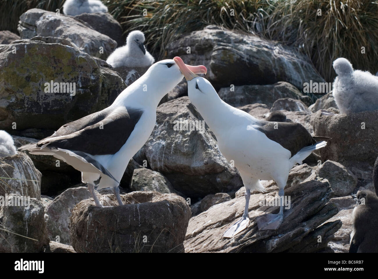 Deux albatros à sourcils noirs Thalassarche melanophrys,. Également connu sous le nom de l'albatros à mollyhawk Banque D'Images