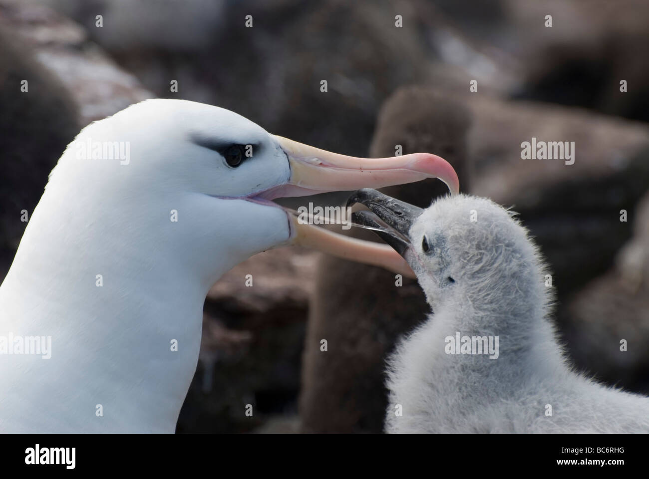 Albatros à sourcils noirs Thalassarche melanophrys,- chick assis dans un nid qui demande à être nourri par ses parents. Banque D'Images