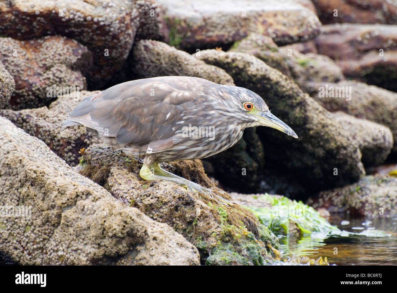 Bihoreaux, Nycticorax nycticorax falklandicus, sur le bord d'une piscine dans les rochers Banque D'Images