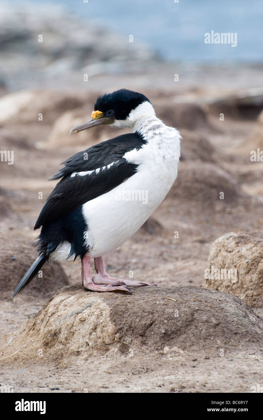 Cormorant Phalacrocorax atriceps impériale, albiventer Banque D'Images