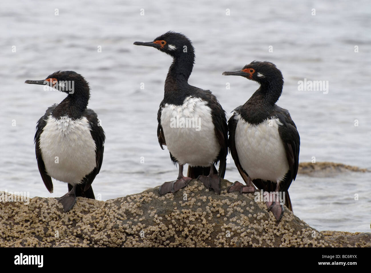 Trois groupes de cormorans, Phalacrocorax magellanicus, standingo sur une roche couverte de balanes. Shag Rock aussi ou Cormoran de Magellan Banque D'Images