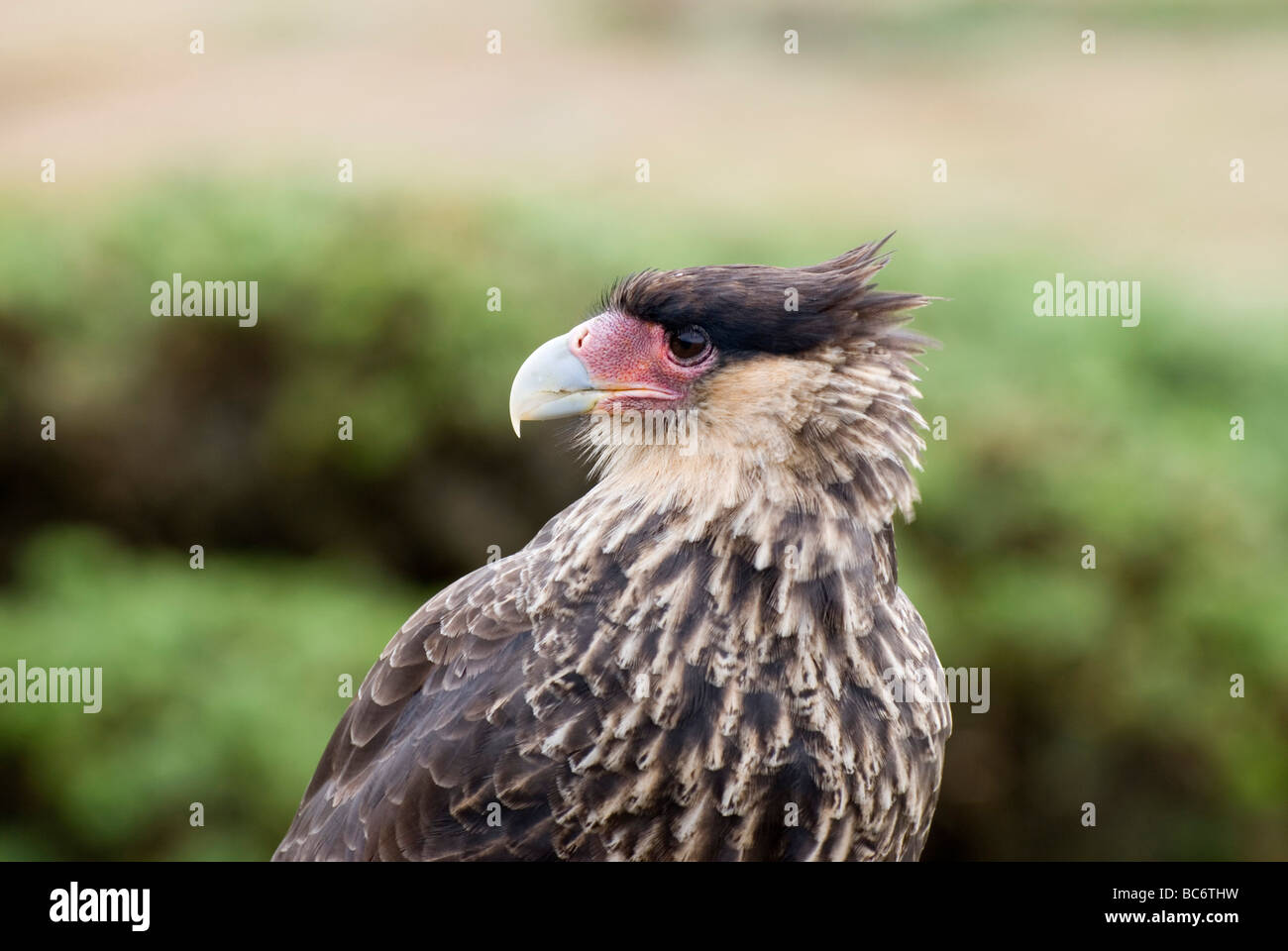 Caracara huppé Caracara plancus, Banque D'Images