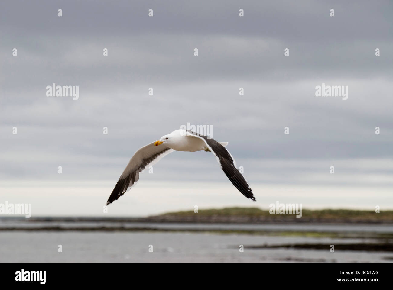 Le varech, Larus dominicanus, volant au-dessus d'une baie Banque D'Images