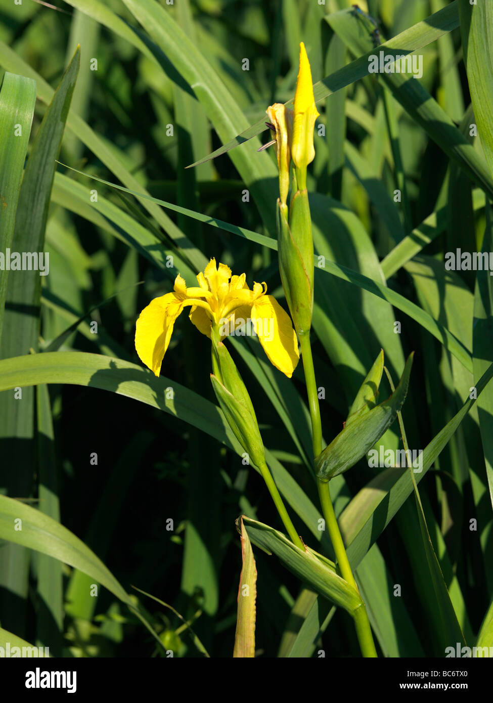 Drapeau jaune Iris pseudacorus Iris croissant sur les bords de bassins communs du ragoût d'Epsom Downs Surrey England Banque D'Images