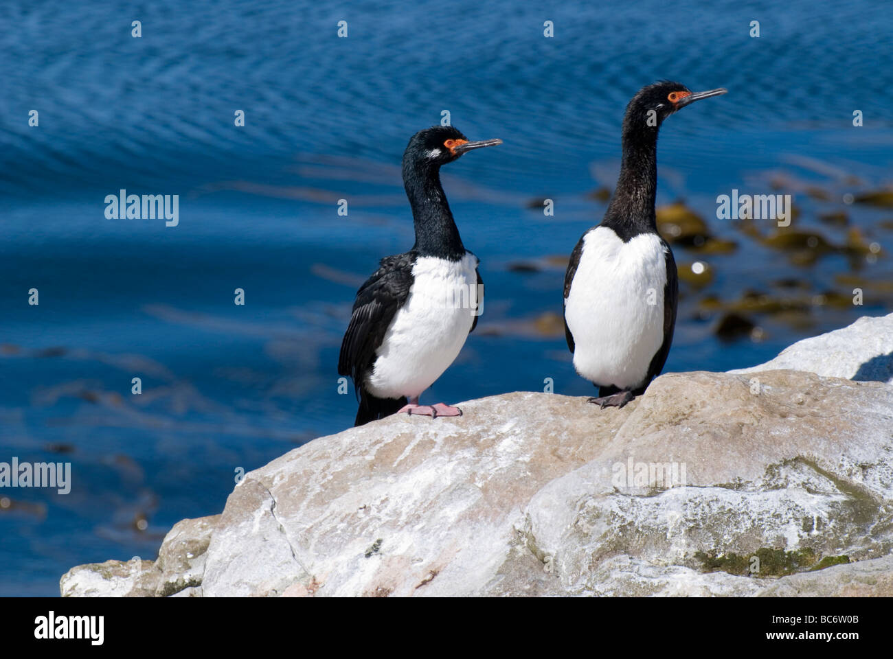 Une paire de cormorans, Phalacrocorax magellanicus Rock, assis sur une falaise. Aussi connu sous le nom de Shag Rock ou Cormoran de Magellan. Banque D'Images