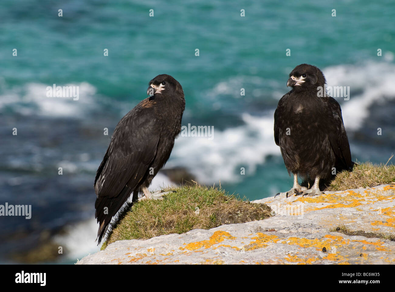 Deux Caracara strié, Phalcoboenus australis Banque D'Images